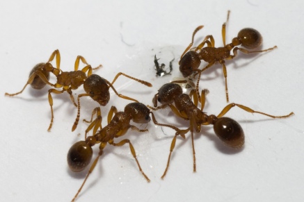 Уничтожение муравьев   в Балашихе 