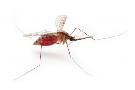 Уничтожение комаров   в Балашихе 