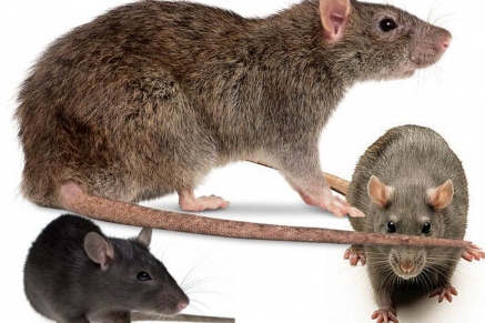 Уничтожение крыс в Балашихе 